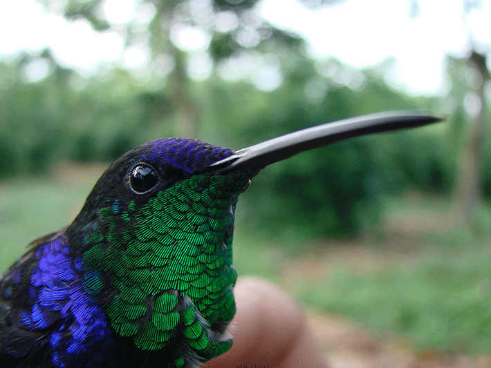 Planting forest provides habitat for crop pest predators like birds. Credit: PMA