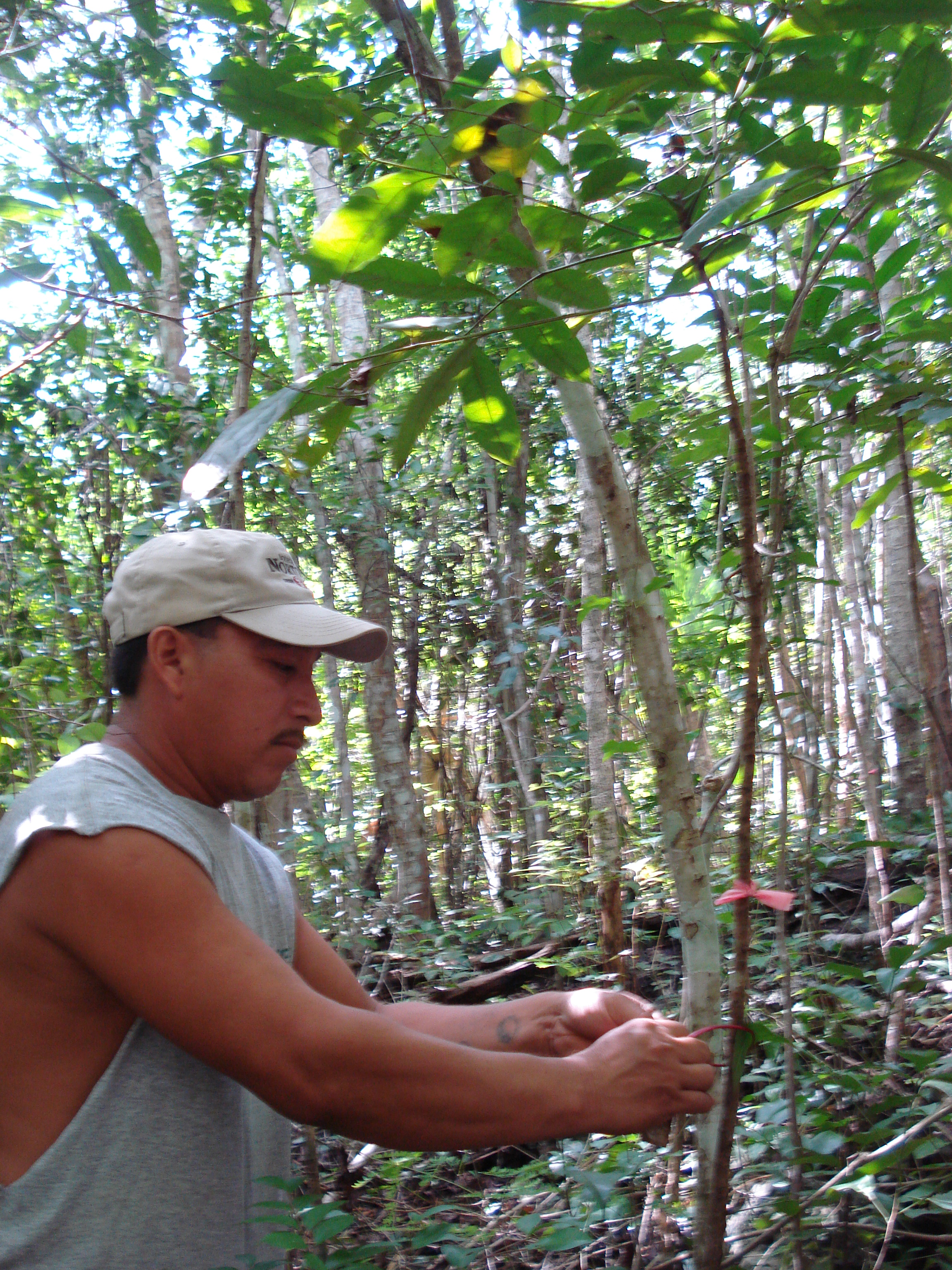 A national partner measures a 10-year-old mahogany tree on a clearing produced by uprooting the previous vegetation using a bulldozer. It lacked the nutrients released by burning. Credit: Bioversity International/L. Snook