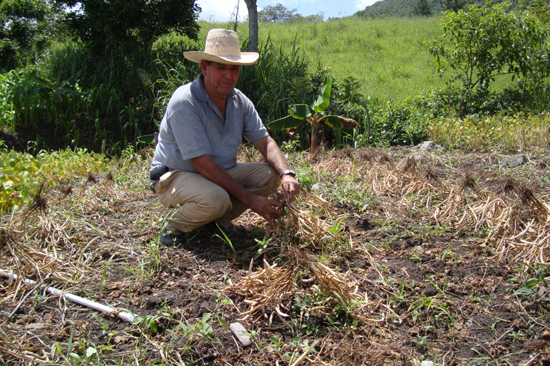 Farmer Don Serapio Orellana is part of the 'Seeds for Needs' common bean trials in Honduras. He is pictured here harvesting beans. Credit: FPMA/S.Alonzo