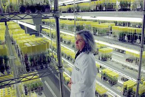 Banana varieties conserved in vitro at the Bioversity International Musa Germplasm Transit Centre in Leuven, Belgium. Credit: Bioversity International/N.Capozio 