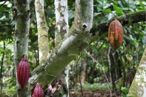 Credit: Bioversity International/J. Raneri