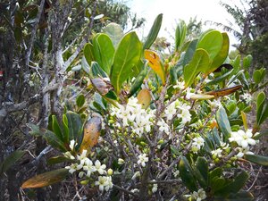Coffee wild relative (Coffea mauritiana) in Black River Gorges National Park, Mauritius. Credit: Bioversity International/E.Dulloo