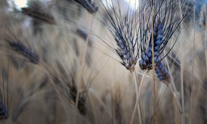 Durum wheat varieties growing in trial plots in Amhara Region, Ethiopia. They are being tested by farmers to see how they perform under the changing climatic conditions. Credit: Bioversity International