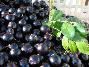 Jabuticaba fruits (Plinia cauliflora; Plinia peruviana)