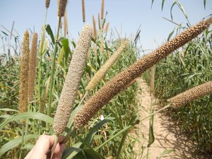 Pearl Millet Field, Jodhpur, India. Credit: Bioversity International/C. Bonham