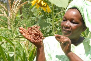 Farmer with sorghum. Credit: Bioversity International/ Y. Wachira
