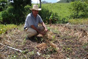 Farmer Don Serapio Orellana is part of the 'Seeds for Needs' common bean trials in Honduras. He is pictured here harvesting beans. Credit: FPMA/S.Alonzo