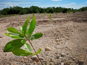 Acacia mangium trees planted in a restoration area after gold mining process in Colombia. Please credit: Bioversity International/E.Thomas