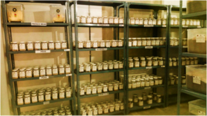 Vegetable germplasm stored in the genebank
</p><p> </p><p> Credit: Bioversity International/ Arnab Gupta