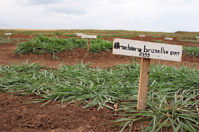 Forage options can boost milk and meat production while lowering emissions and sequestering carbon in the soils. Credit: S. Malyon / CIAT 