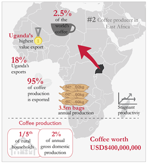 Coffee is vital for the economy in Uganda