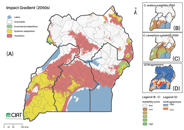 Most areas in Uganda will need substantial adaptation effort but with the right germplasm it can be done Most areas in Uganda will need substantial adaptation effort but with the right germplasm it can be done