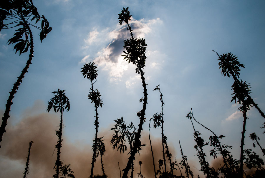 2.-Cassava-witches'-broom-disease-is-a-key-crop-threat-in-Asia-the-new-study-says.--Pic-by-Georgina-Smith-(CIAT).