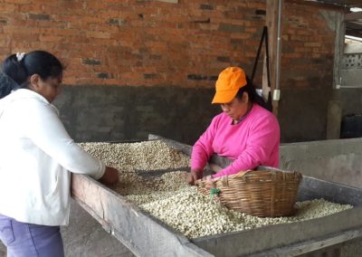 Producers cleaning the coffee
