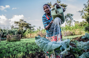 Bekelech watering her garden. Credit: Georgina Smith/CIAT