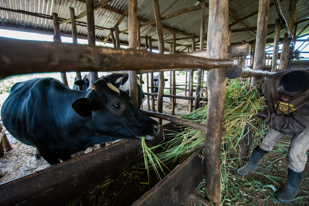 Matching the right forages with environmental conditions is “a balancing act".