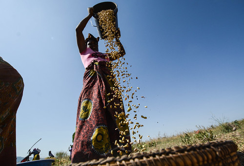 Uyole beans in Tanzania