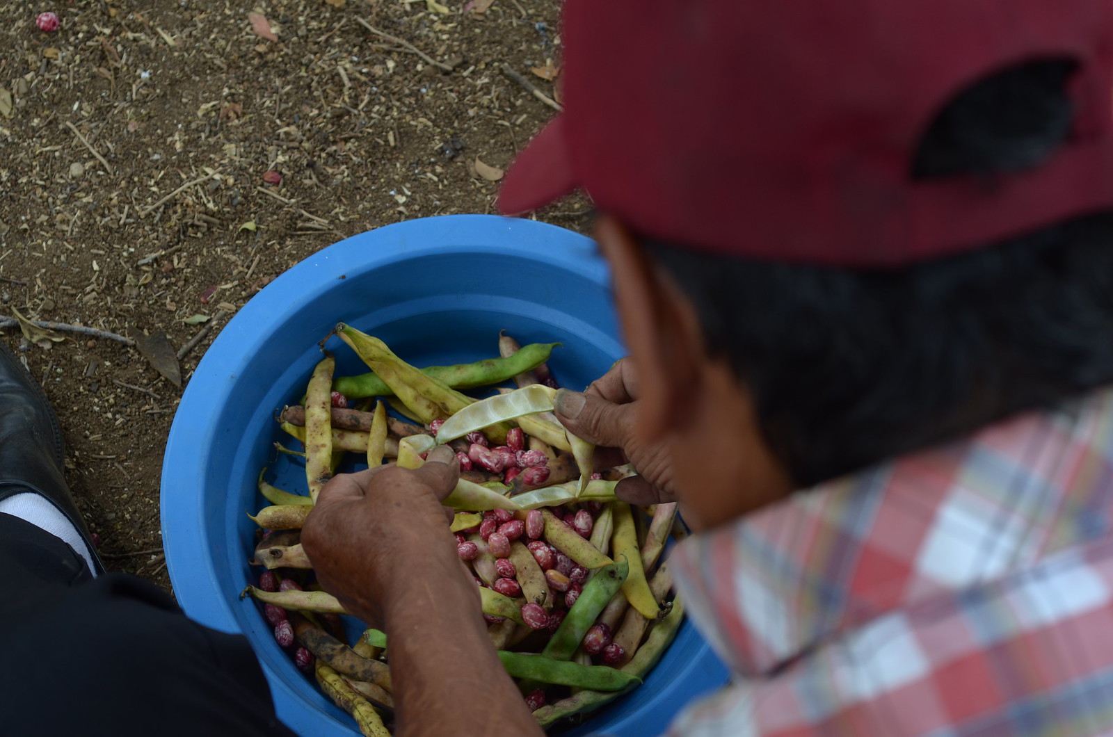 Beans - an important staple food in Colombia - being prepared for sale outside of Alameda Market, Cali, Colombia. Photo by: Melissa Reichwage/CIAT. Beans - an important staple food in Colombia - being prepared for sale outside of Alameda Market, Cali, Colombia. Photo by: Melissa Reichwage/CIAT.