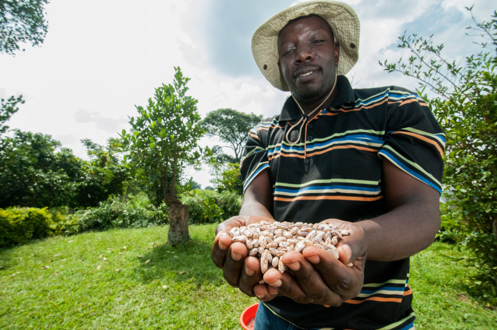 Dr. Stanley Nkalubo, the breeder and leader of the Legumes Research Program at NaCRRI.