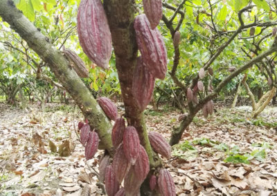Cacao