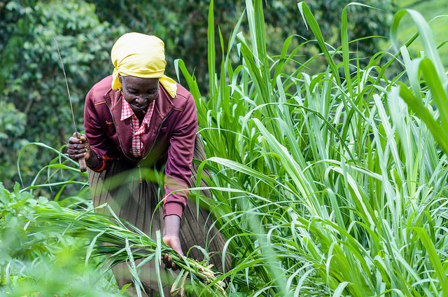 Planting grass strips on sloping land can trap soil, preventing erosion.