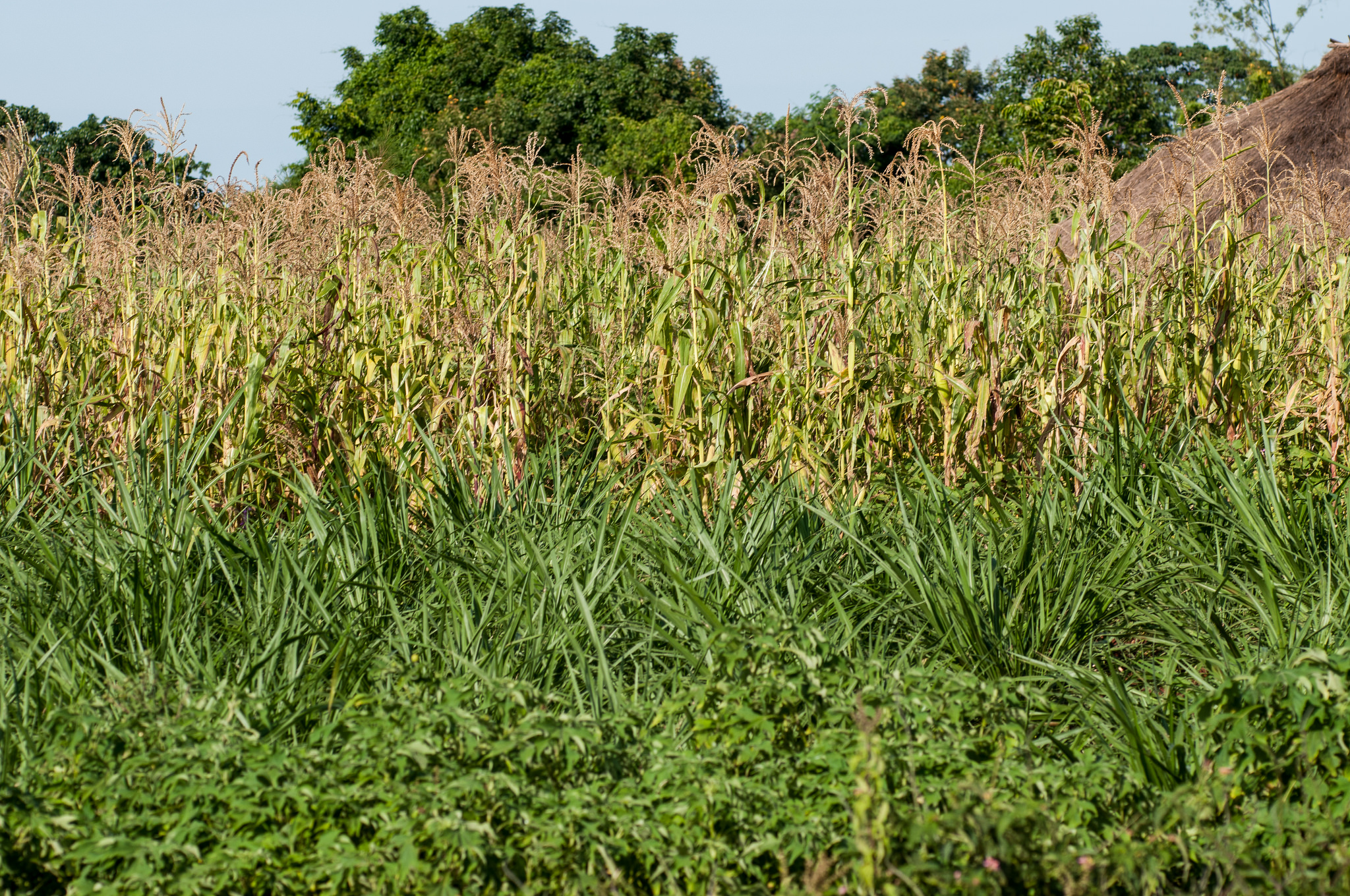 Maize in Kisumu has been hit by hailstones and drought in the last few seasons. Maize in Kisumu has been hit by hailstones and drought in the last few seasons.