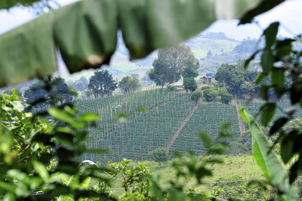 Southwestern Colombia. Effect of climate change on agriculture. Credit: N.Palmer / CIAT.