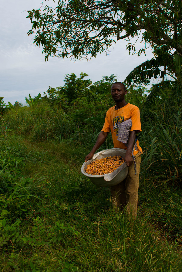 A cacao farmer in Ghana. Photo by: Christian Bunn / CIAT A cacao farmer in Ghana. Photo by: Christian Bunn / CIAT
