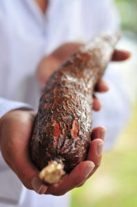 cassava_genome_hub2