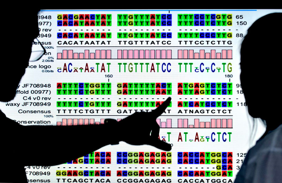 cassava_genome_hub3