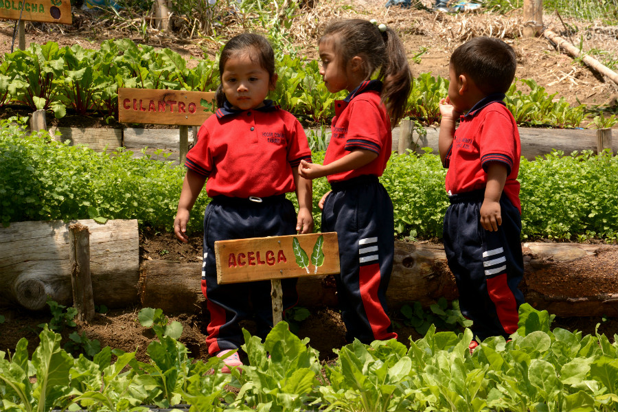 By harvesting rainwater, people in the Cauca climate-smart village were able to cultivate vegetables at home and in daycare centers, where children help tend to the gardens. Photo by: JL Urrea / CCAFS By harvesting rainwater, people in the Cauca climate-smart village were able to cultivate vegetables at home and in daycare centers, where children help tend to the gardens. Photo by: JL Urrea / CCAFS