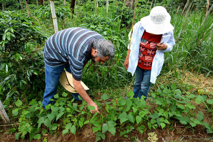 Field visit to the community of Los Cerrillos, where farmers have started climate-smart practices like crop diversification and water management. Farmers also attend weekly field schools to strengthen their adaptation skills. Photo by: JL Urrea / CCAFS Field visit to the community of Los Cerrillos, where farmers have started climate-smart practices like crop diversification and water management. Farmers also attend weekly field schools to strengthen their adaptation skills. Photo by: JL Urrea / CCAFS