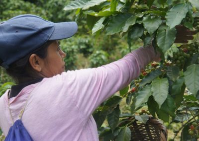 Coffee harvesting