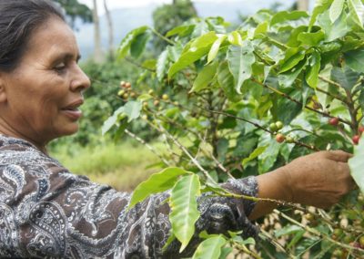 Coffee harvesting