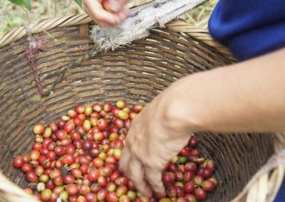Woman harvesting coffee