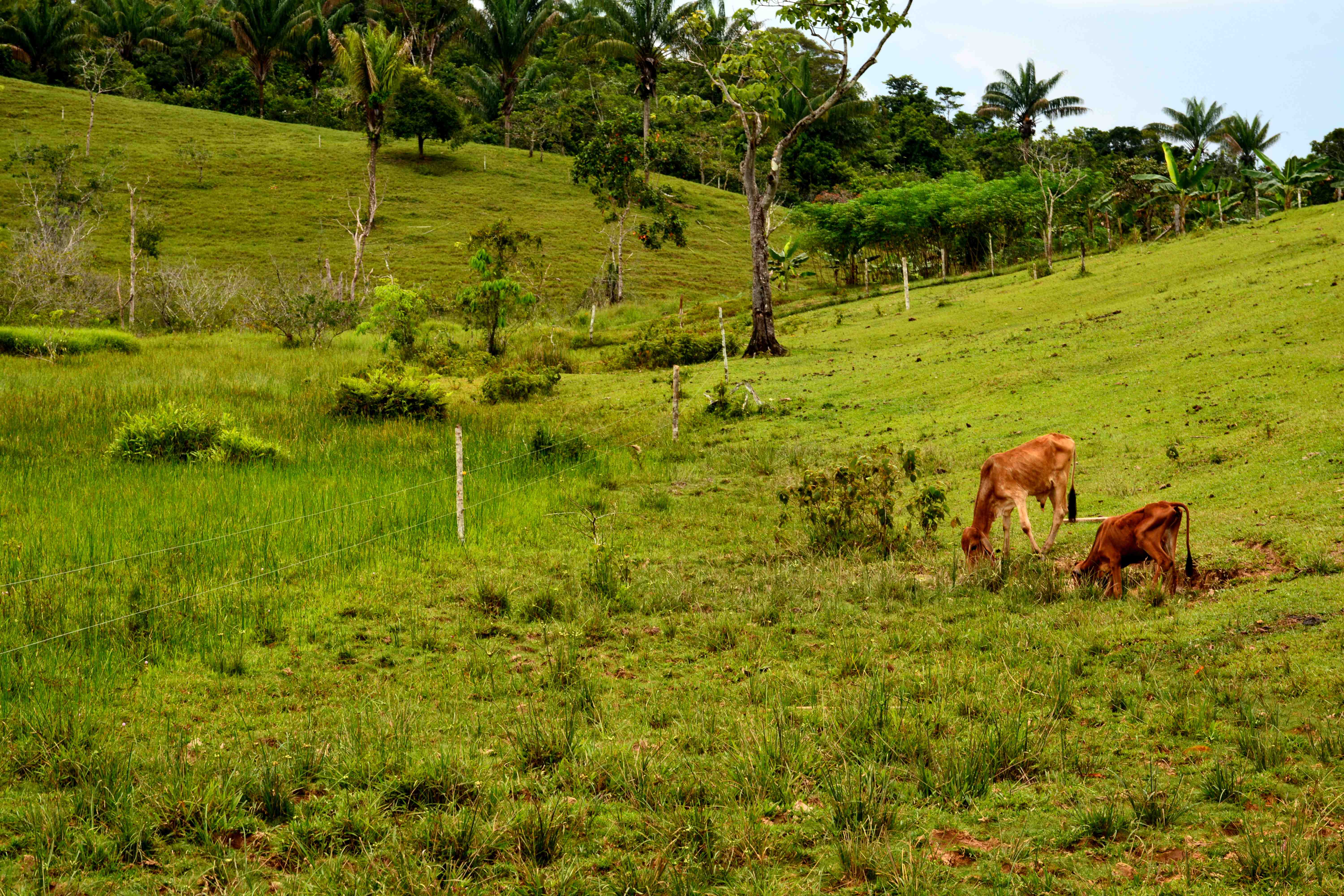 Vacas sin suficiente pasto para alimento.