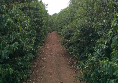 Brazilian coffee estate