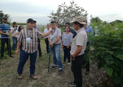Visita a lote experimental de forrajes tropicales