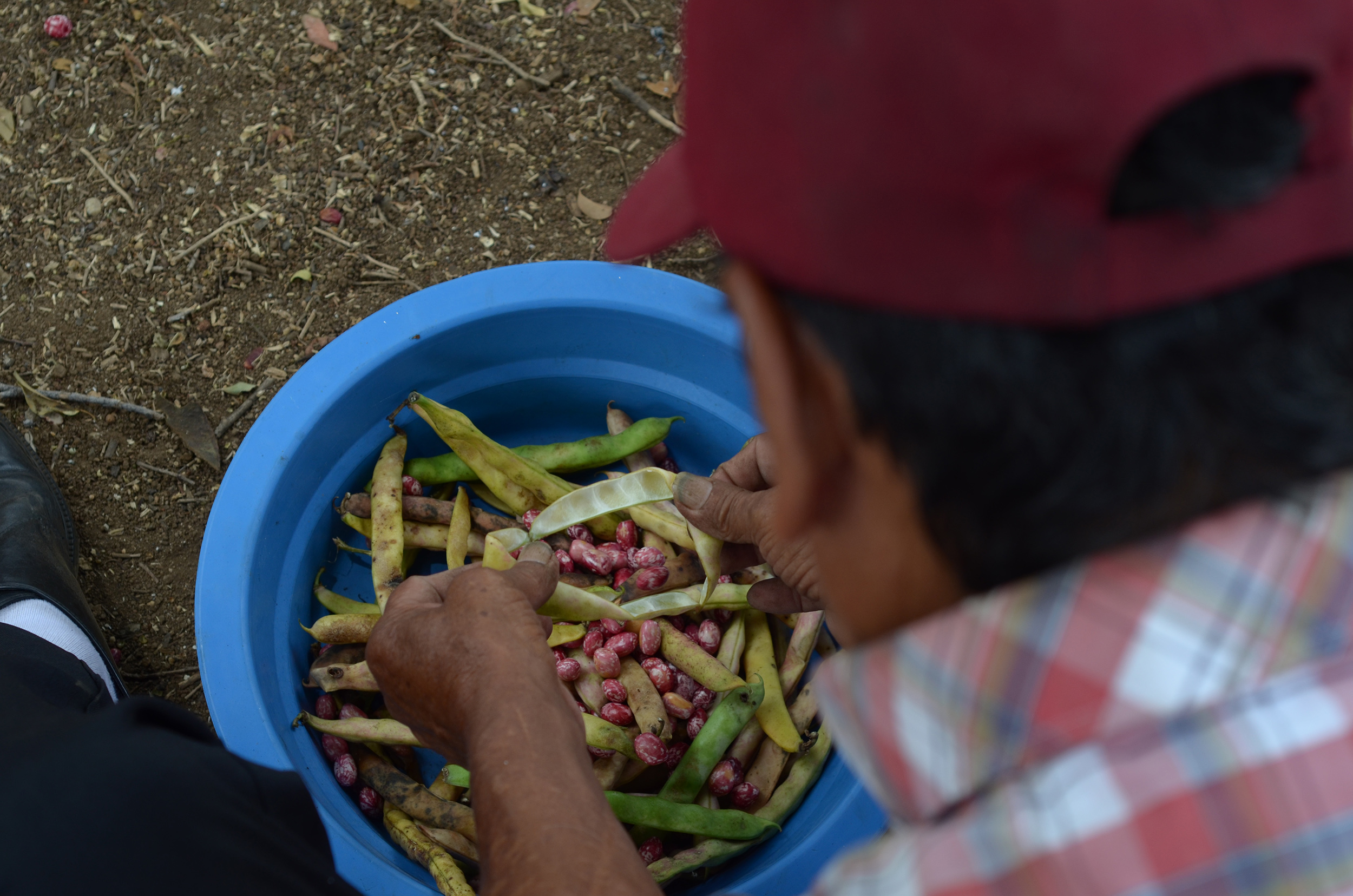 Beans - an important staple food in Colombia - being prepared for sale outside of Alameda Market, Cali, Colombia. Photo by: Melissa Reichwage/CIAT. Beans - an important staple food in Colombia - being prepared for sale outside of Alameda Market, Cali, Colombia. Photo by: Melissa Reichwage/CIAT.