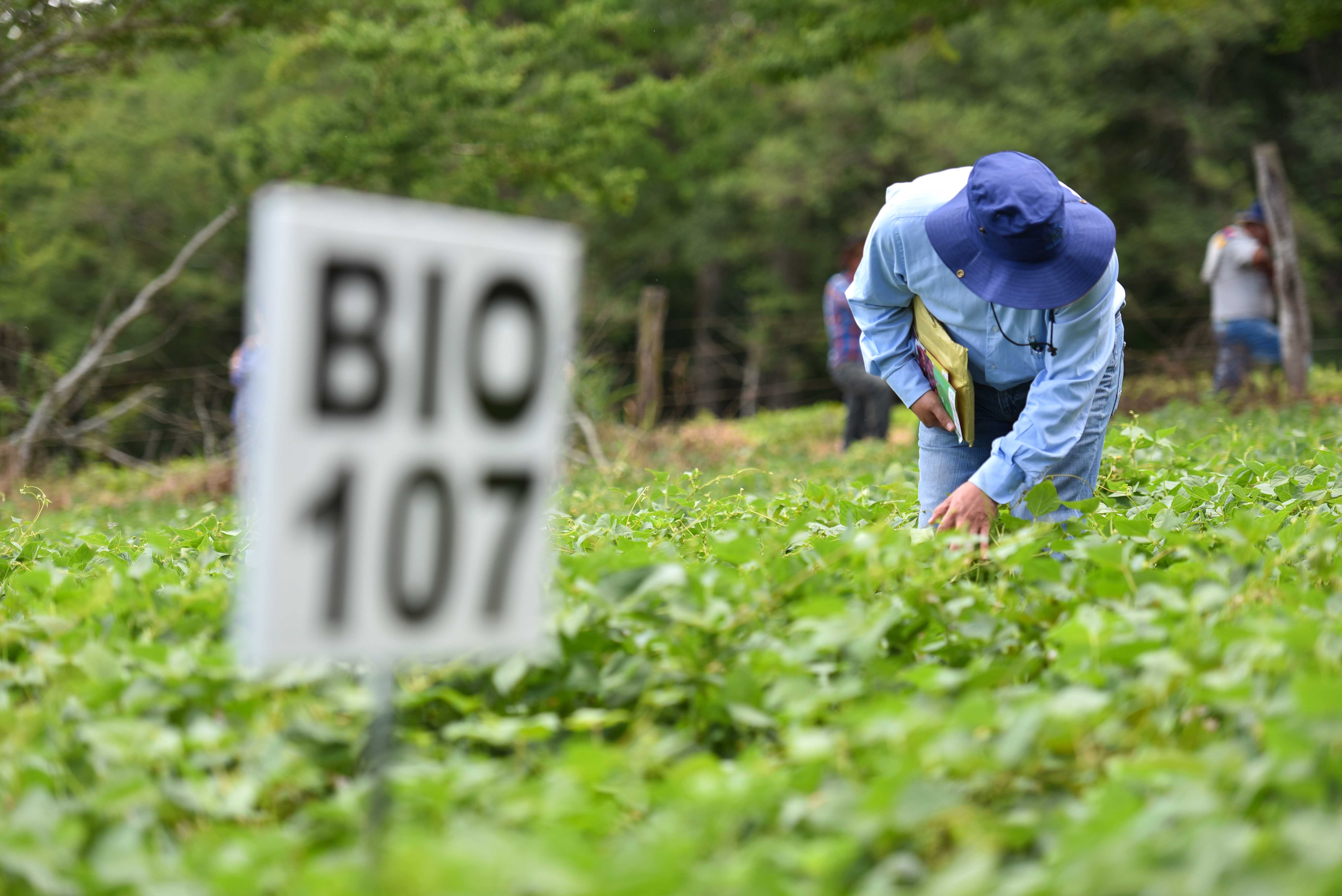 Pic by Neil Palmer (CIAT). A guest takes a closer look at one of the iron-biofortified bean varieties released at a special event near Barichara, Santander Department, Colombia