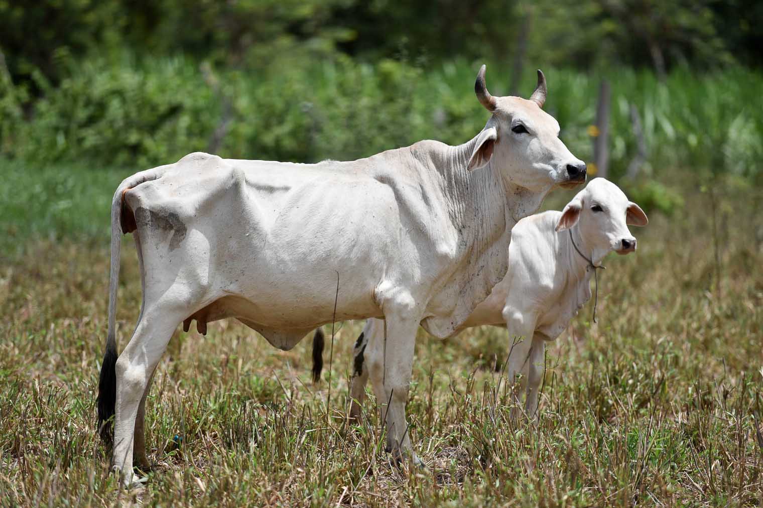 Cattle on Noelí's farm in Patía. Pic by Neil Palmer (CIAT).