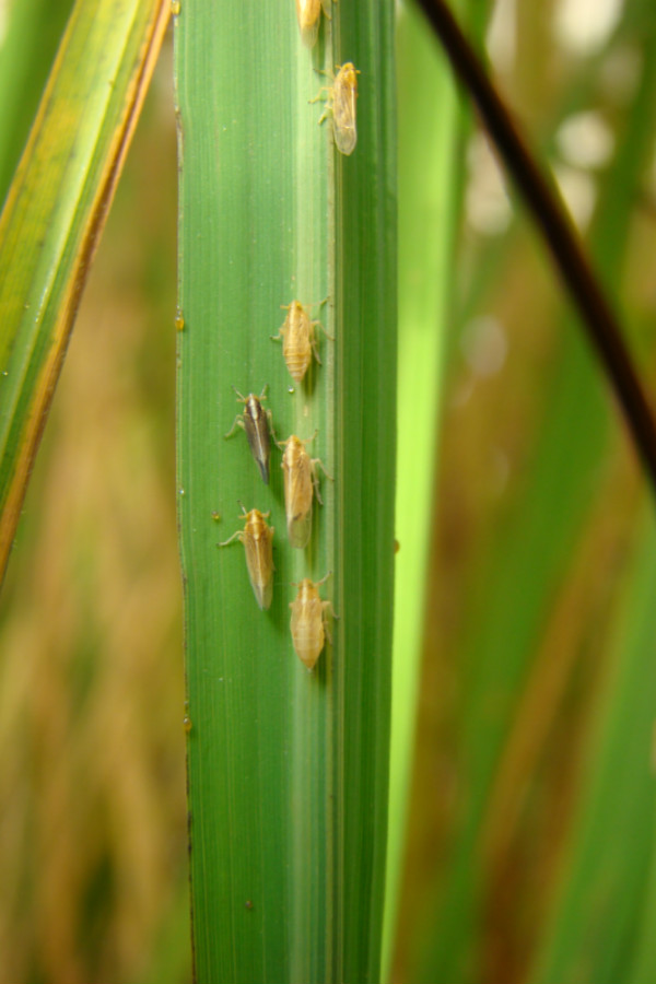 Planthoppers on rice leaves. The insects serve as vectors of the rice hoja blanca virus. Photo by: FLAR Planthoppers on rice leaves. The insects serve as vectors of the rice hoja blanca virus. Photo by: FLAR