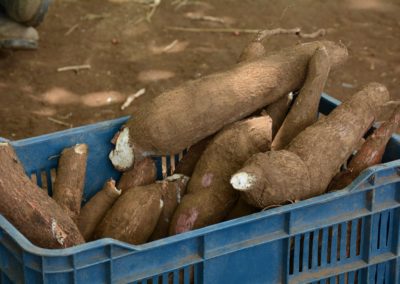 Yuca_Nicaragua_2017 (1)