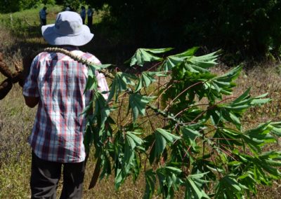Yuca_Nicaragua_2017 (10)
