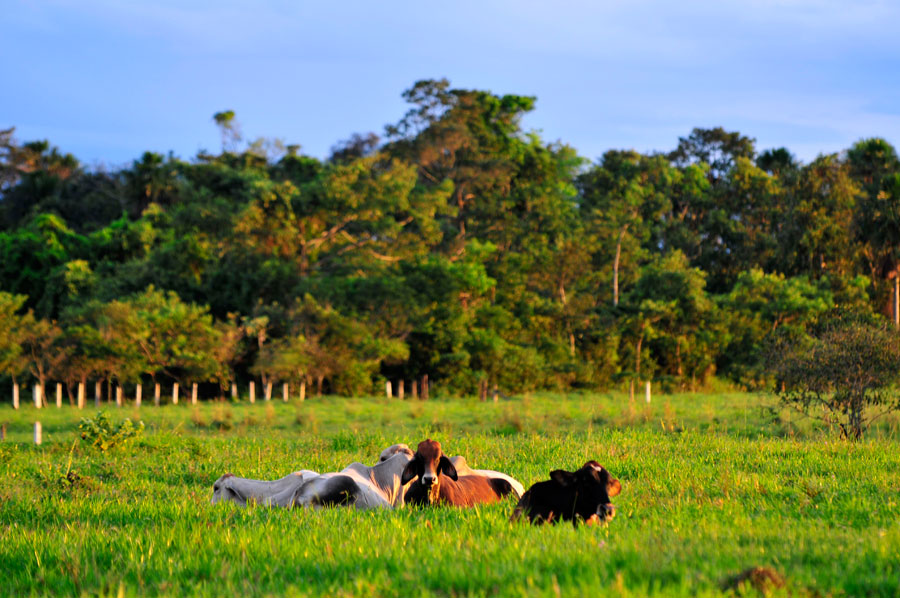 ciat_talks_carne5