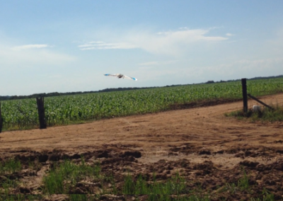 dron_vuelo_llanos