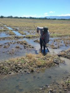 Foto: FEDEARROZ. Mujer trabajando en produccion de arroz, Colombia.