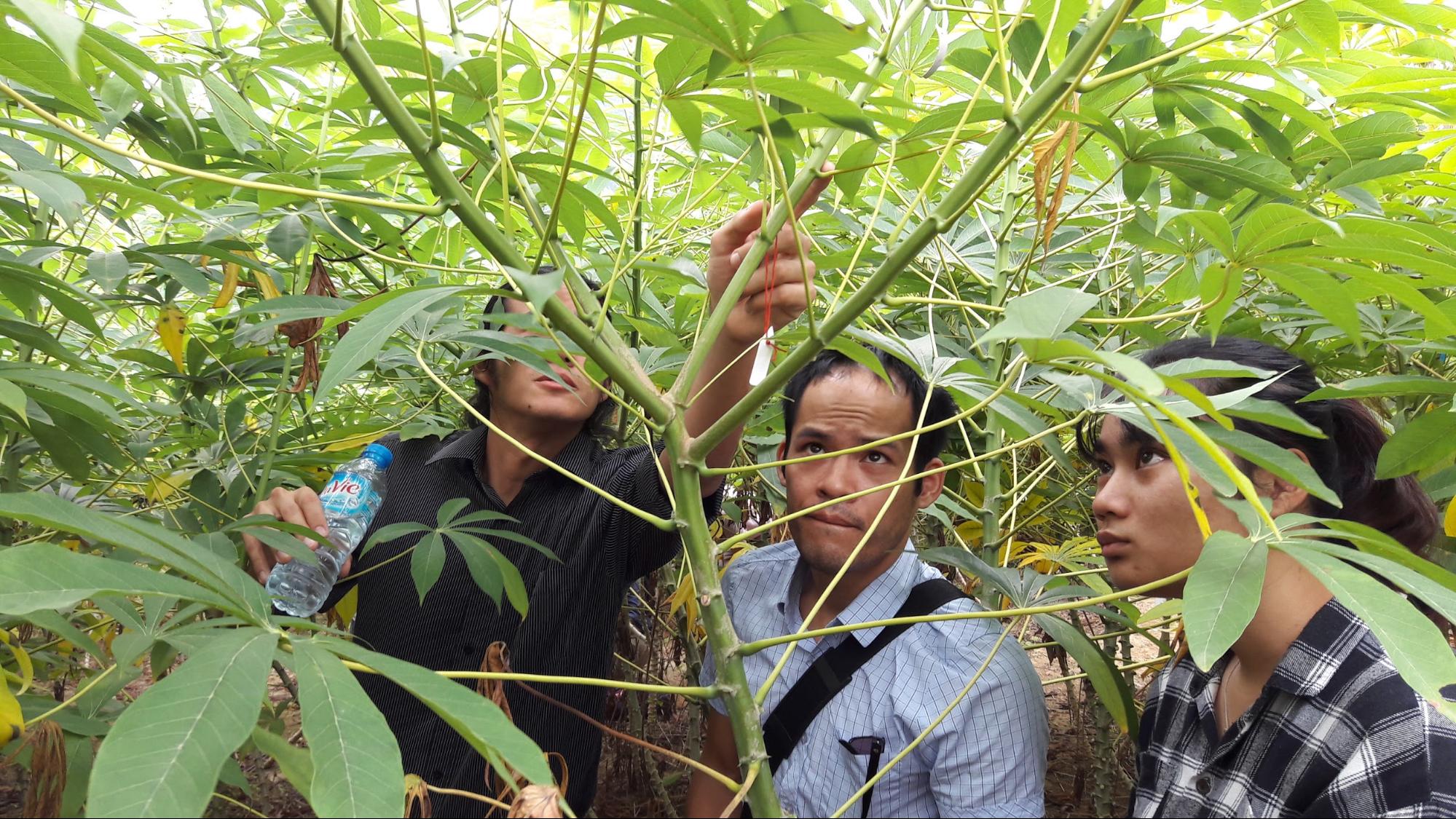 Cassava team in the Yen Bai province in north Vietnam