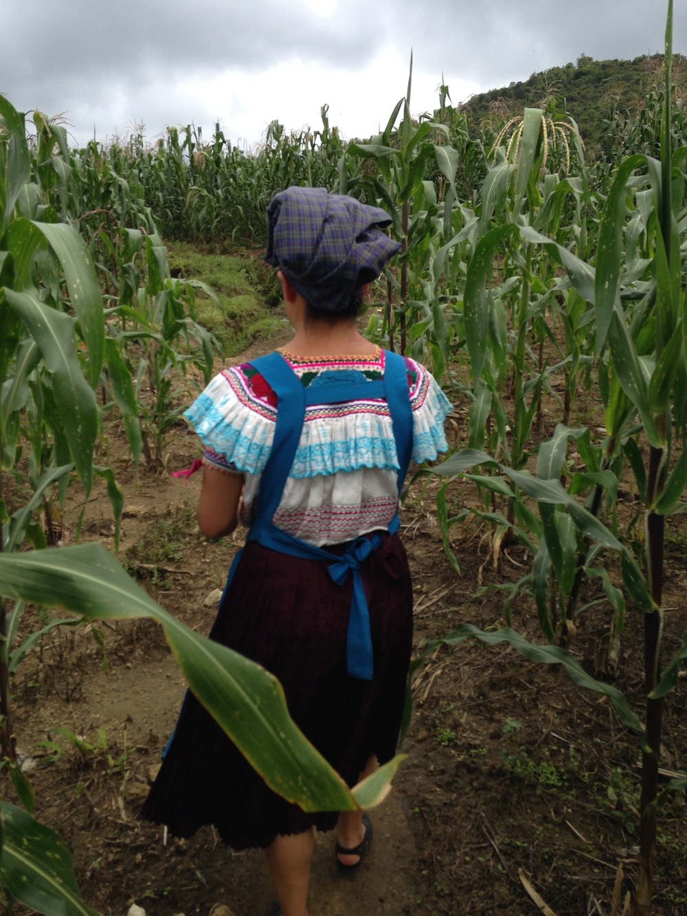 A member of Mujeres y Maiz Criollo in her fields in Amatenango, Chiapas A member of Mujeres y Maiz Criollo in her fields in Amatenango, Chiapas