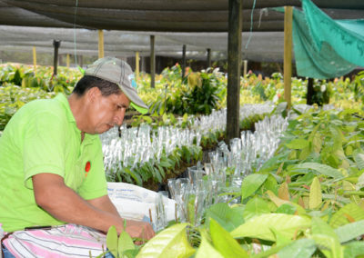 Jardín clonal de cacao